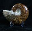 Inch Polished Ammonite From Madagascar #2952-1